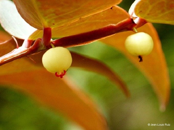 Phyllanthus tireliae fruit