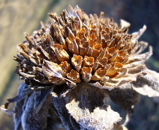 Wyethia helenioides fruit