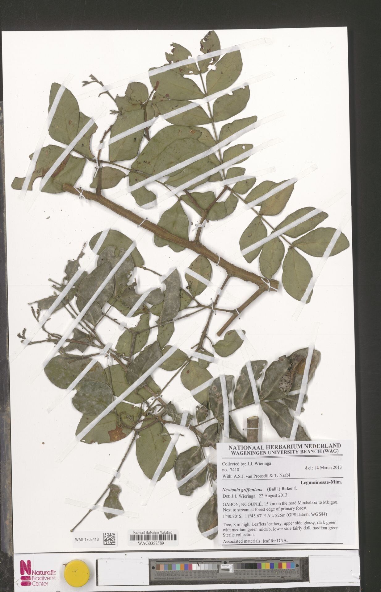 Newtonia griffoniana other