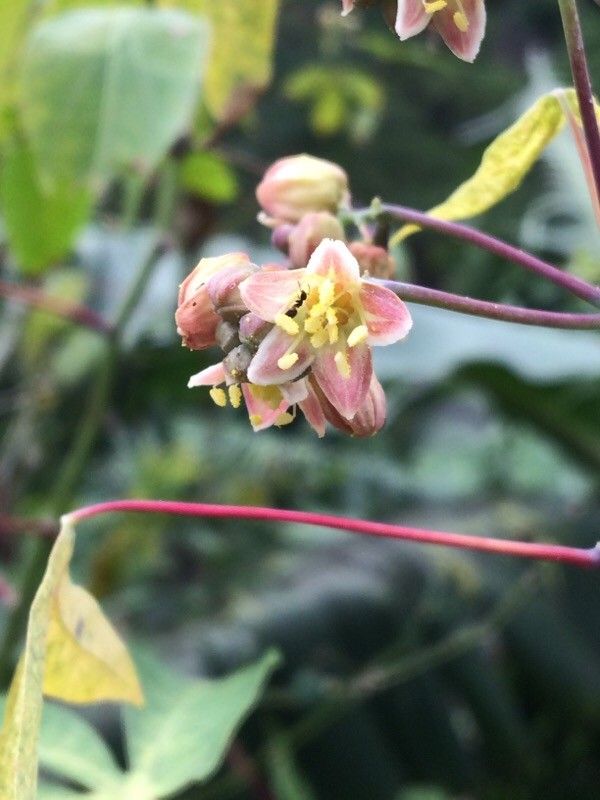 Manihot esculenta flower