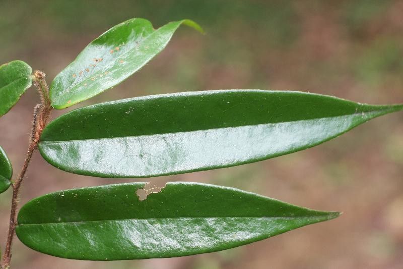 Xylopia crinita leaf