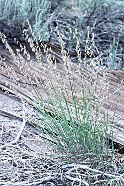 Melica stricta habit