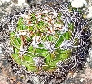 Rebutia neocumingii leaf