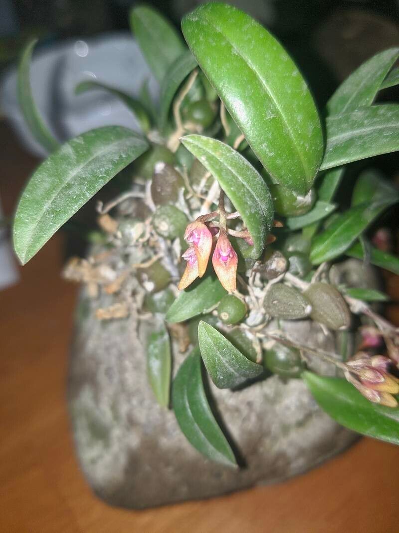 Bulbophyllum japonicum — search result for 'Bulbophyllum'