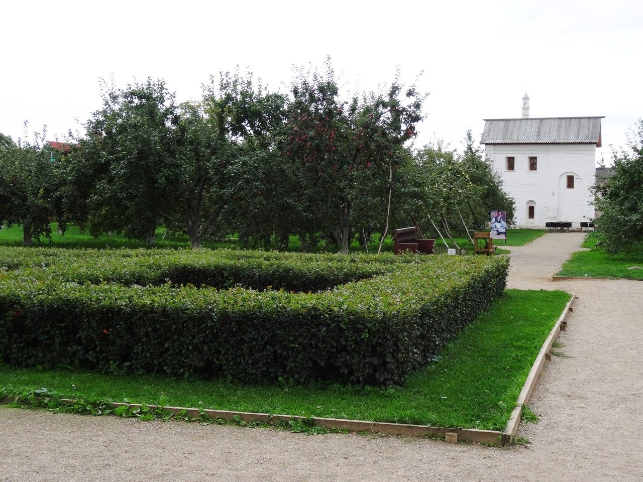 Cotoneaster acuminatus habit