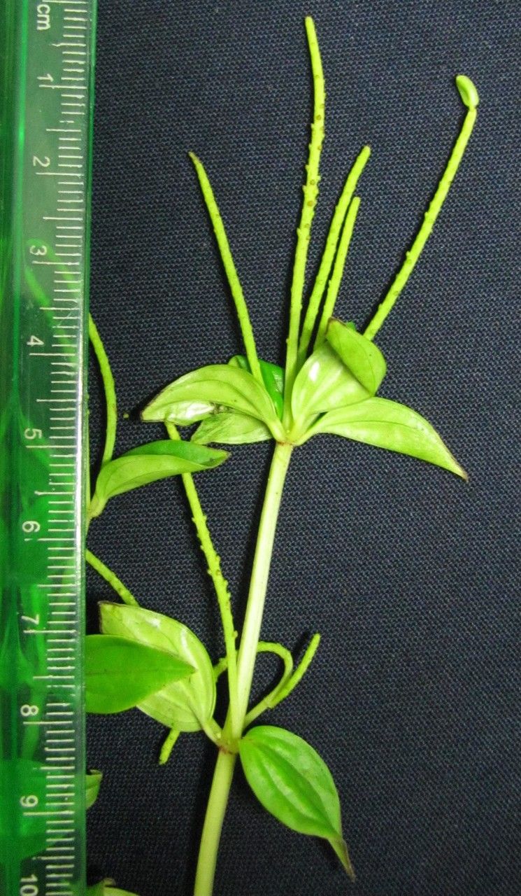 Peperomia lanceolata other