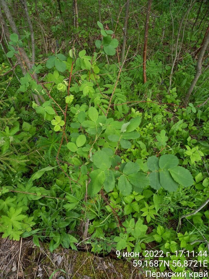 Rosa majalis — search result for 'Germany'