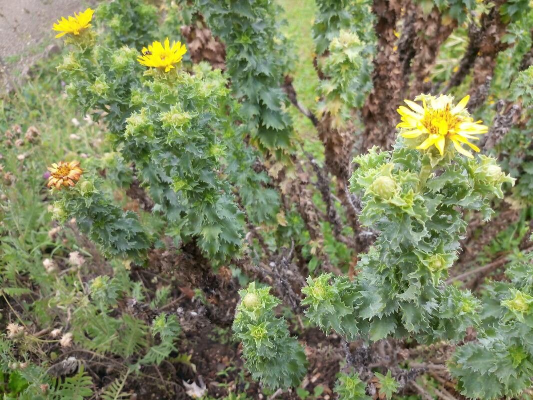 Haplopappus foliosus flower
