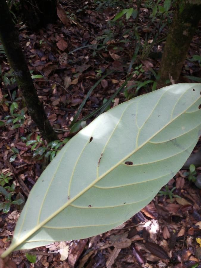 Rhodostemonodaphne grandis — related species from the same genus