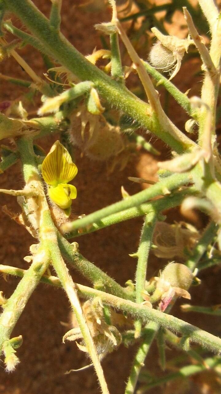 Crotalaria saharae flower