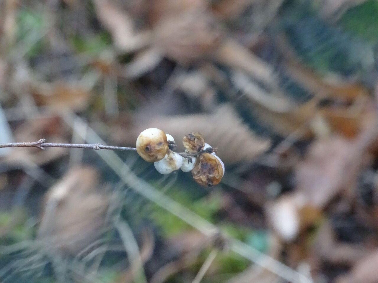Symphoricarpos x doorenbosii fruit