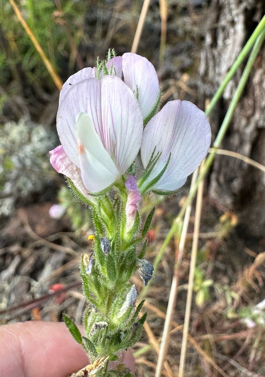 Ononis pinnata flower