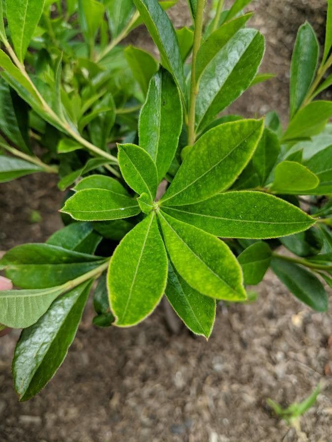 Rhododendron viscosum
