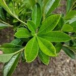 Rhododendron viscosum