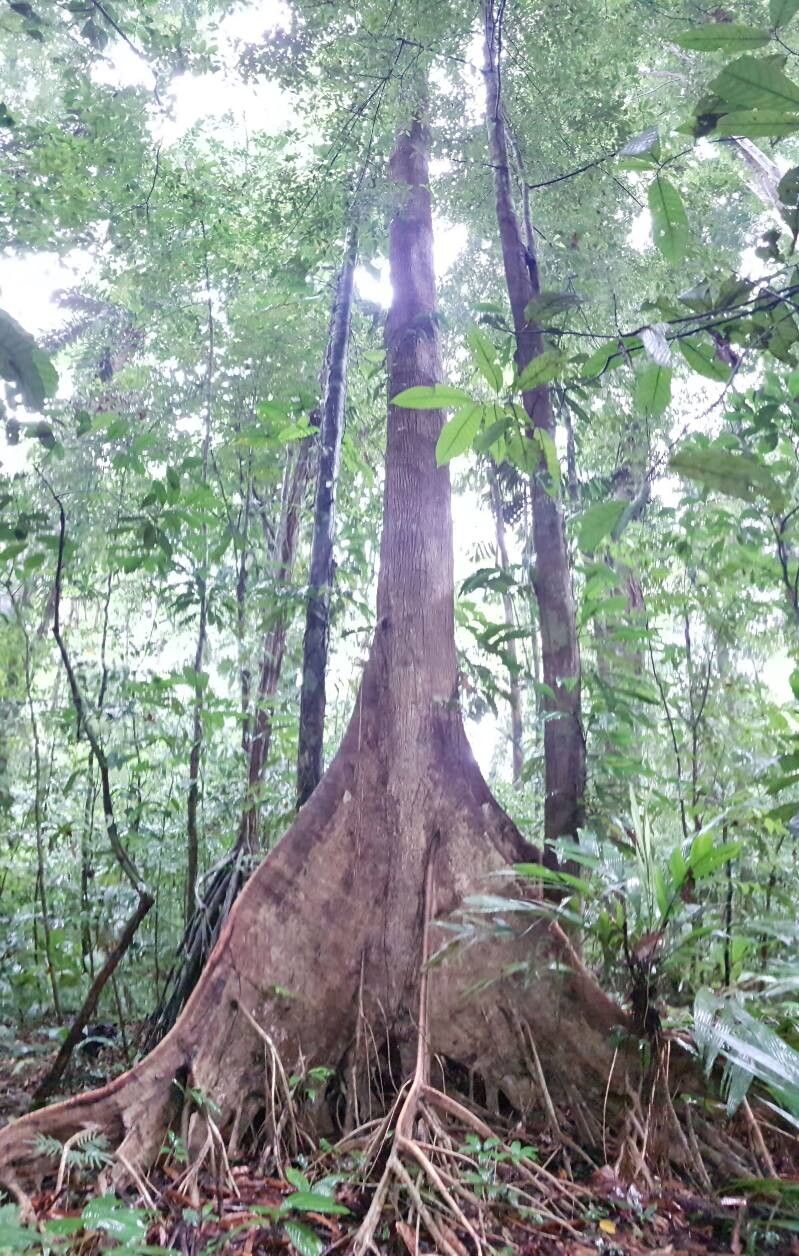 Sterculia allenii bark