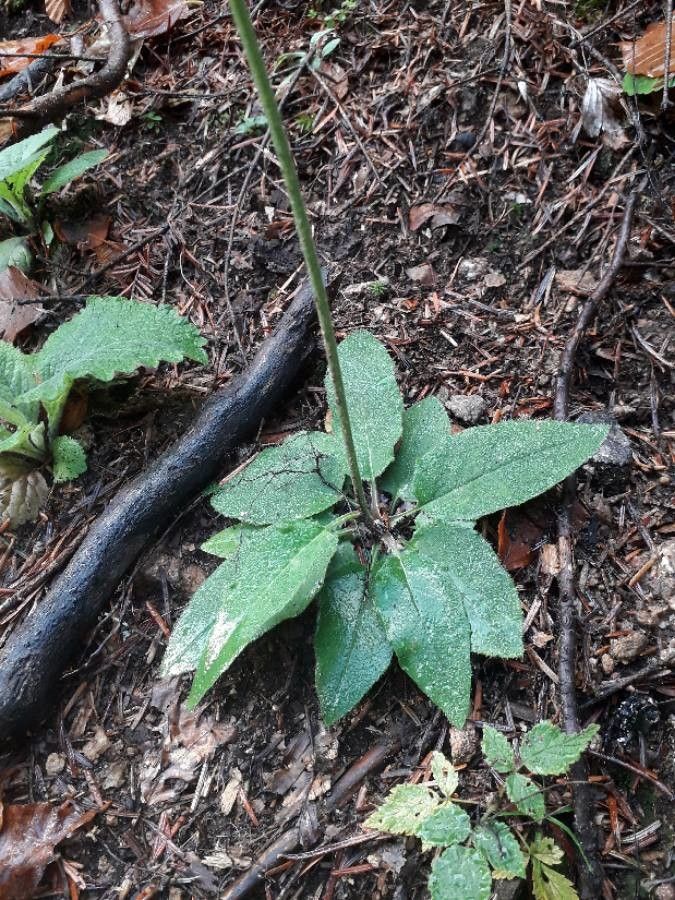 Hieracium stelligerum — houseplant care guide