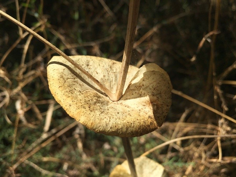 Smyrnium rotundifolium — related species from the same genus