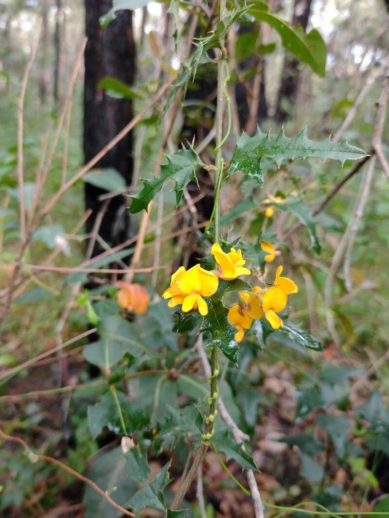 Podolobium ilicifolium habit