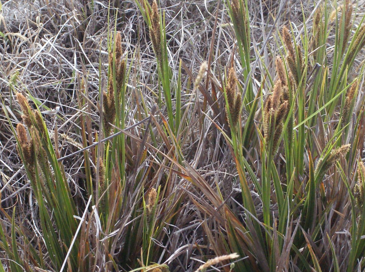 Carex borbonica habit