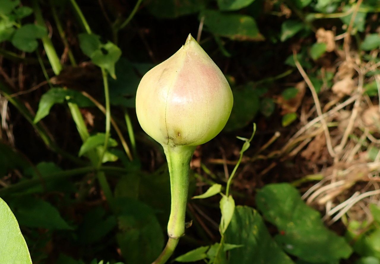 Merremia peltata fruit