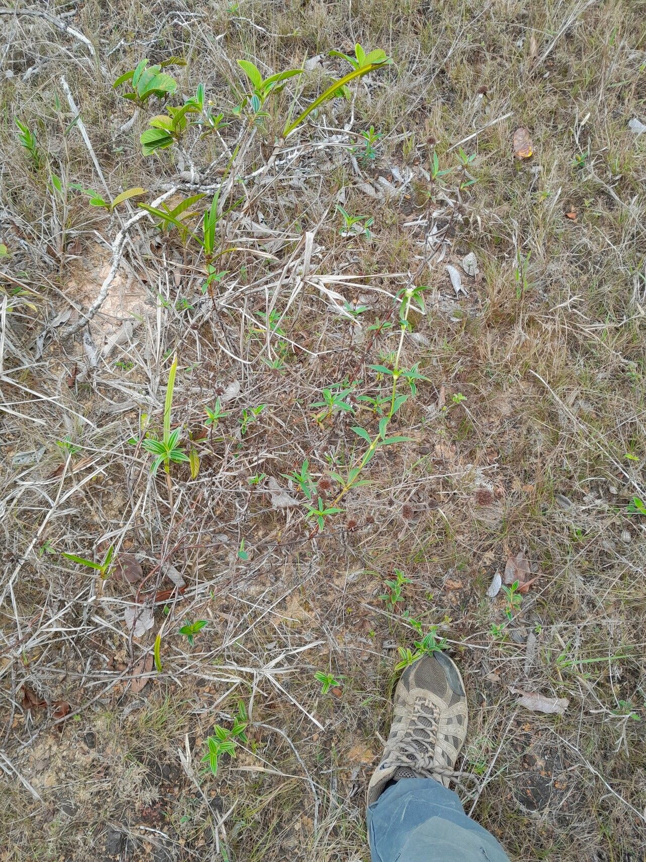 Spermacoce capitata habit
