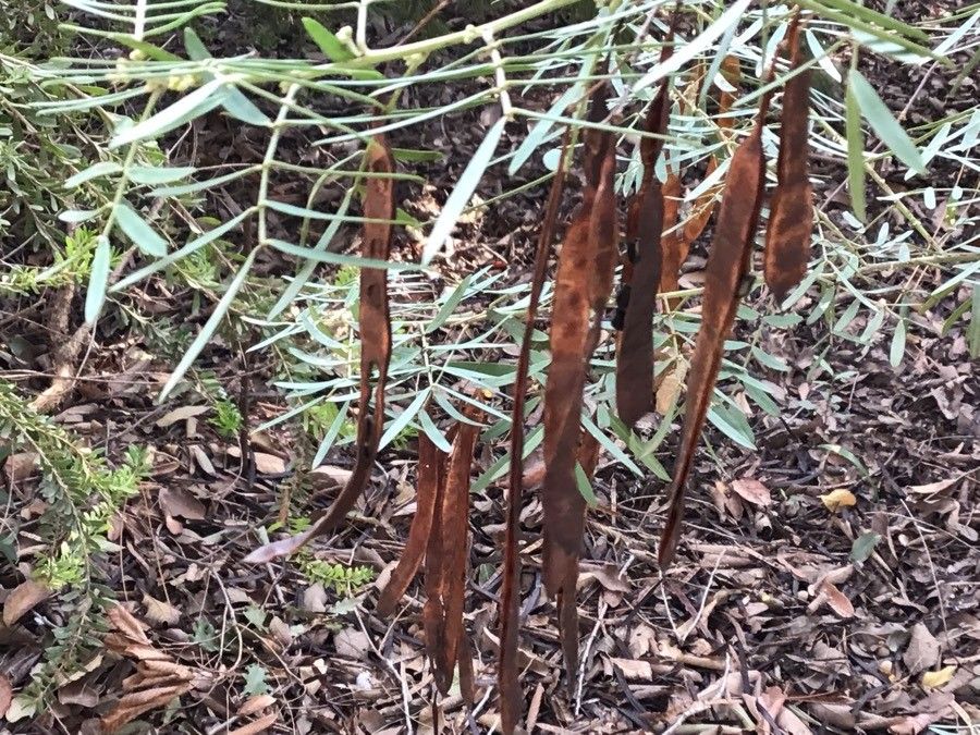 Senna artemisioides fruit