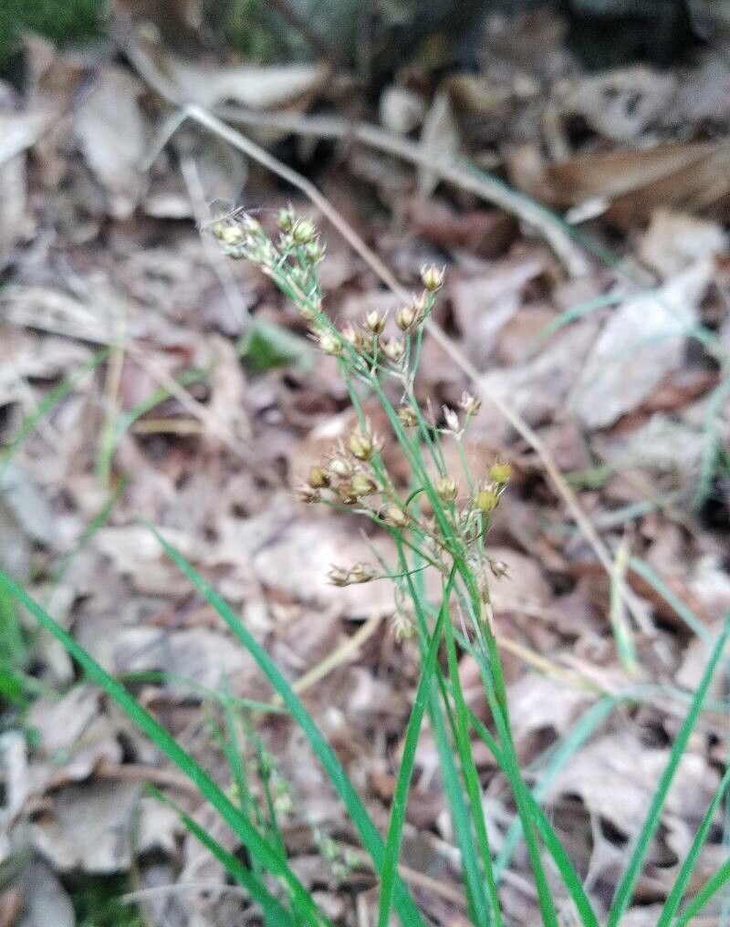 Luzula forsteri flower