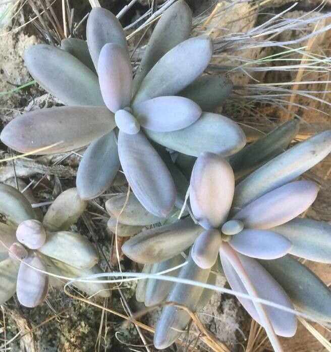 Pachyphytum saltensis leaf