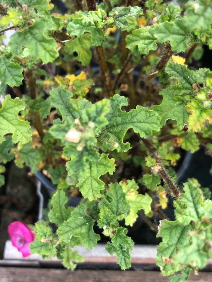 Anisodontea elegans — related species from the same genus