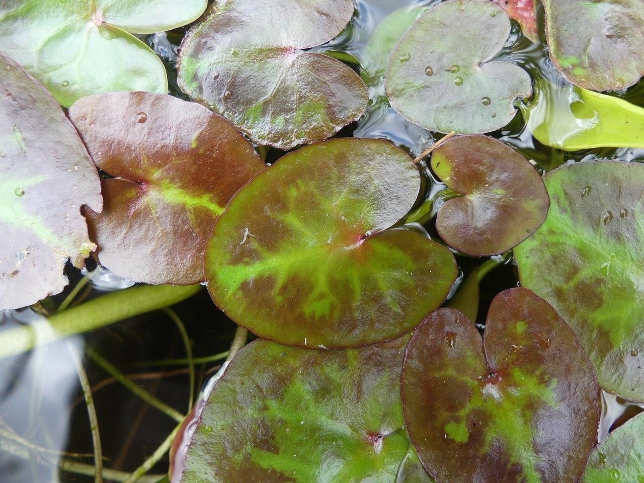 Nymphoides thunbergiana — houseplant care guide