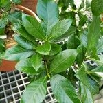 Gardenia jasminoides