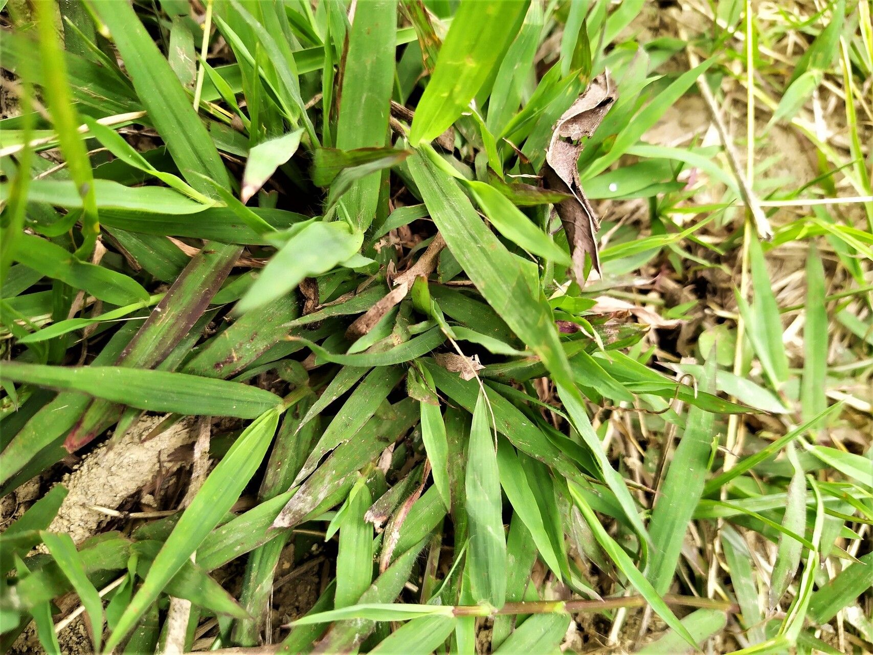 Polytrias indica — houseplant care guide