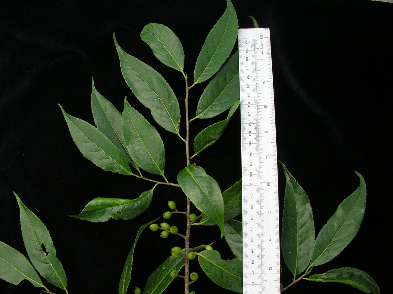 Symplocos ramosissima other