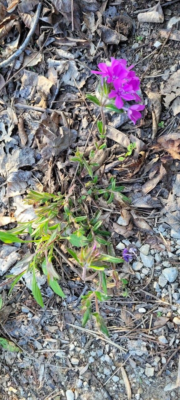 Phlox amoena habit