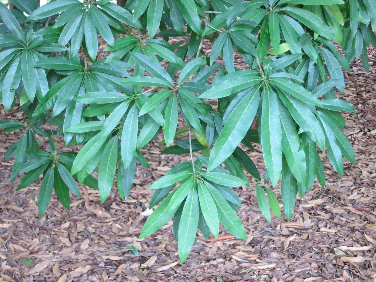 Madhuca longifolia — search result for 'Nepal'