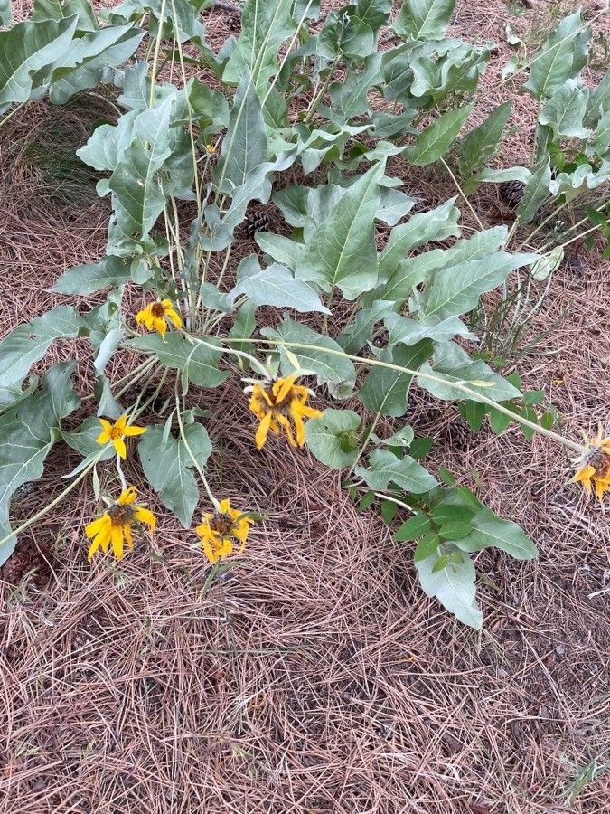 Balsamorhiza sagittata