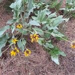 Balsamorhiza sagittata