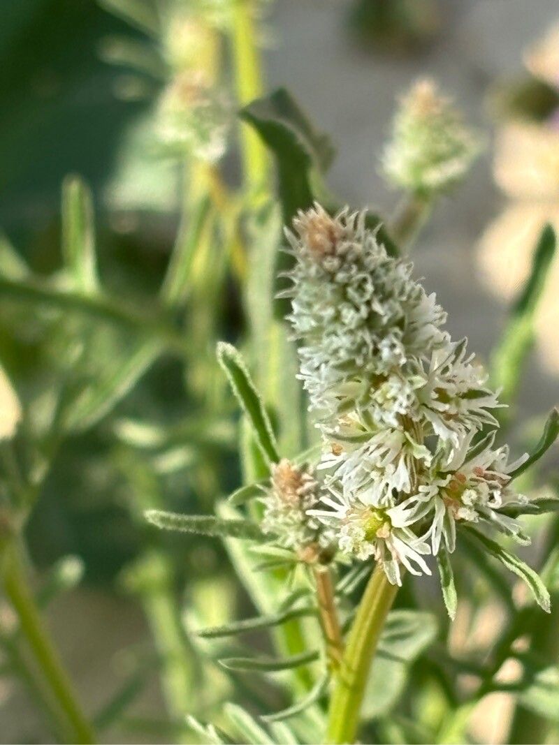 Reseda decursiva flower