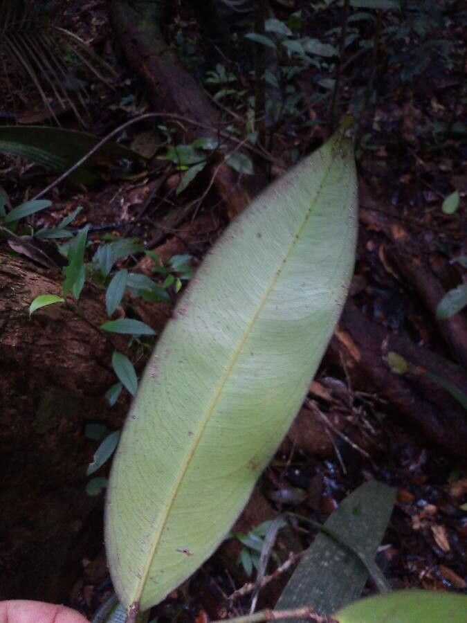 Ouratea macrocarpa — houseplant care guide