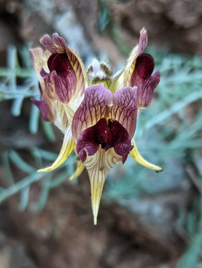 Linaria aeruginea flower
