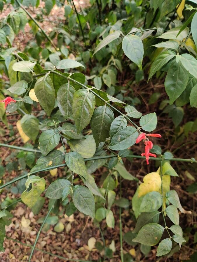 Anisacanthus secundus leaf
