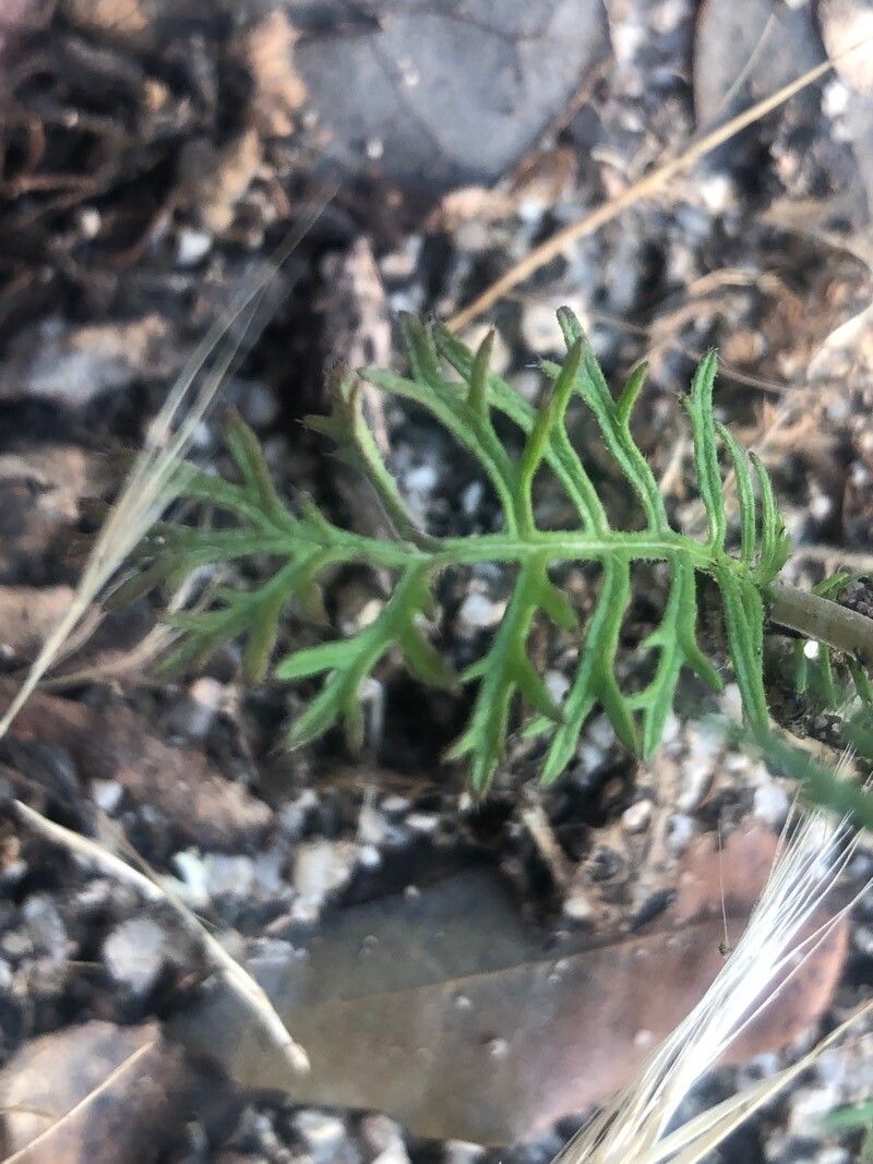 Pterocephalidium diandrum — search result for 'Caprifoliaceae'