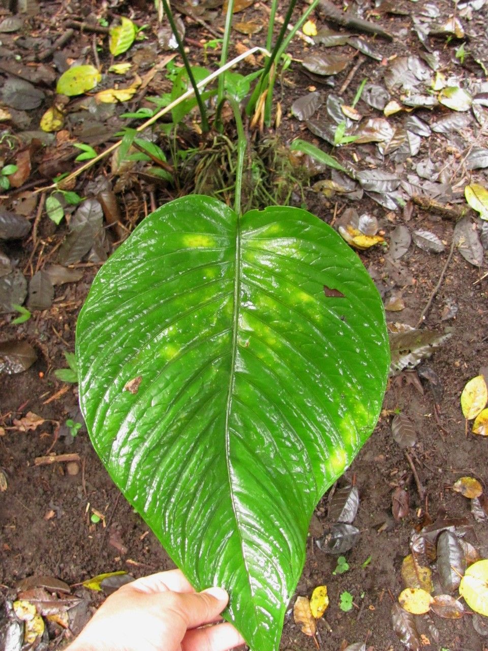 Anthurium oerstedianum leaf