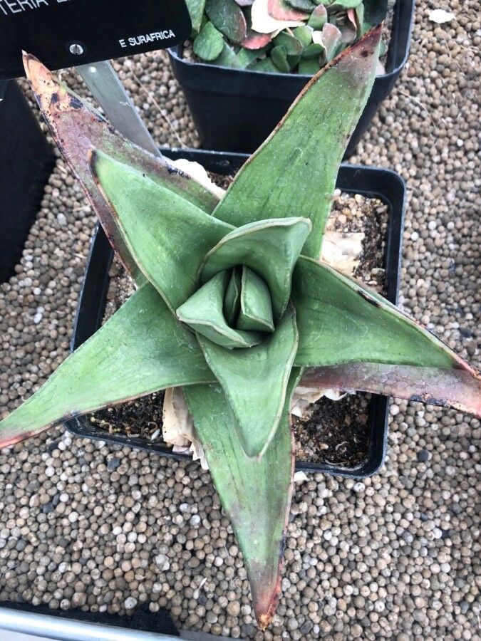 Gasteria excelsa — search result for 'Asphodelaceae'