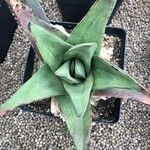 Gasteria excelsa