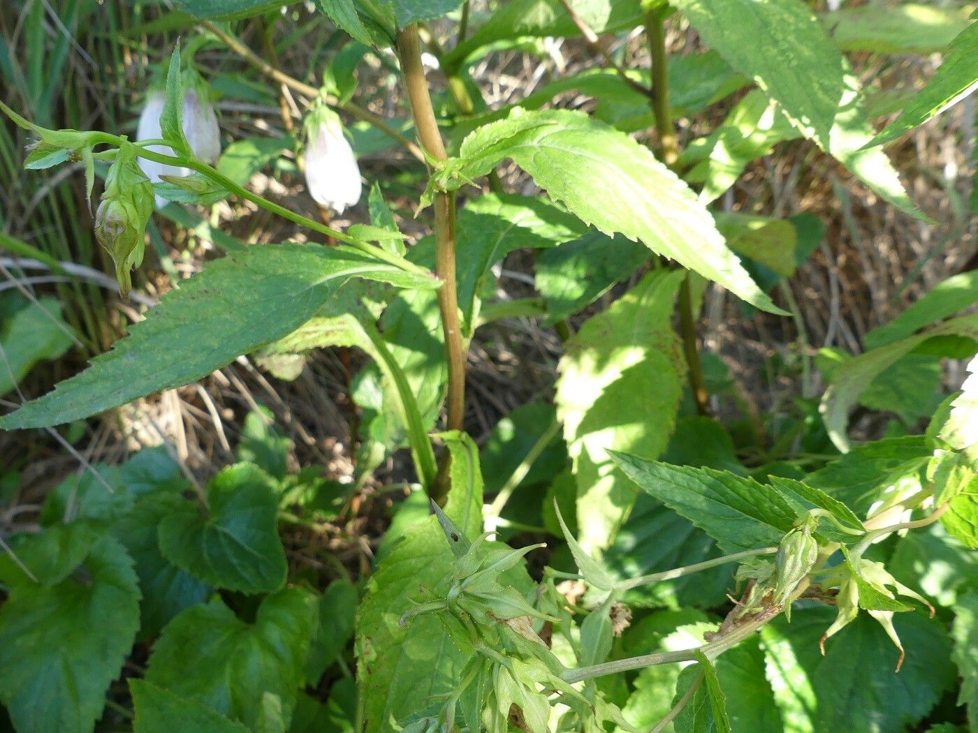 Campanula punctata leaf
