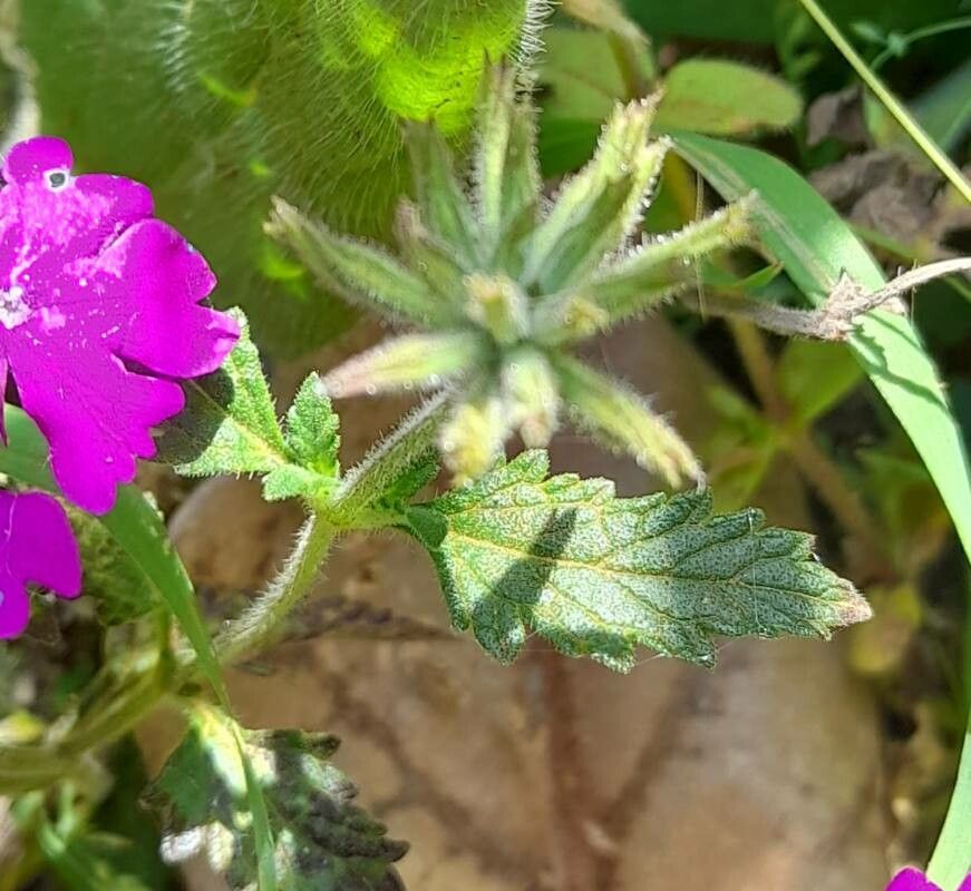 Glandularia scrobiculata other