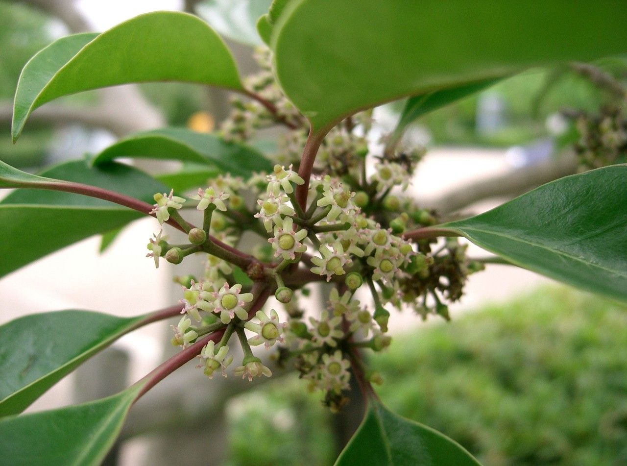 Ilex rotunda flower