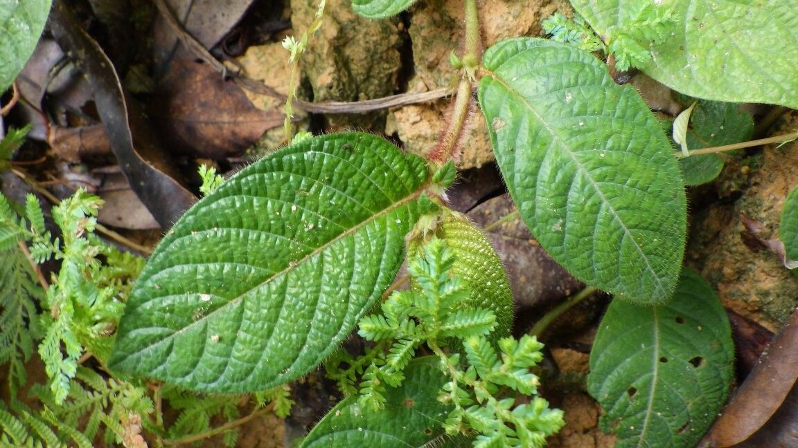 Sabicea sthenula — houseplant care guide