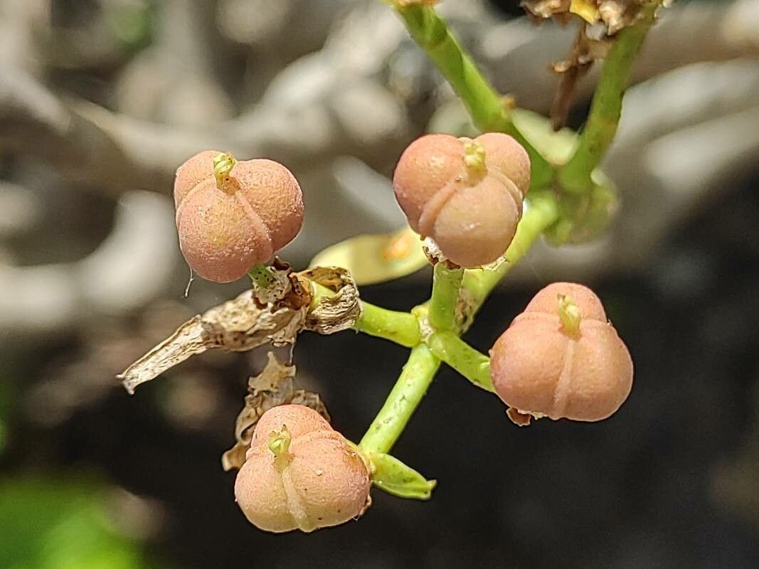 Euphorbia lamarckii fruit